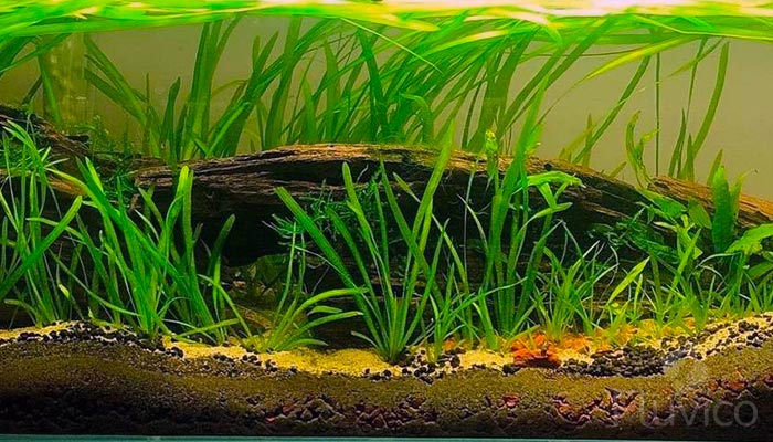 Dwarf Sagittaria Light Carpet