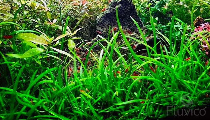 Dwarf Sagittaria Carpeting Aquarium Floor
