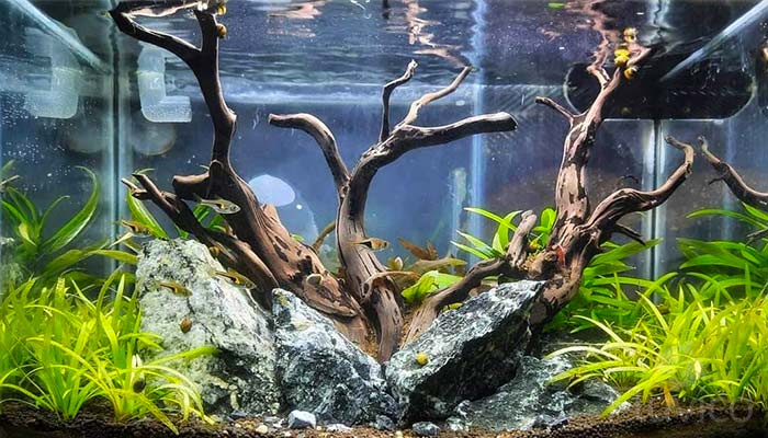 Dwarf Sagittaria Rock Scape Aquarium