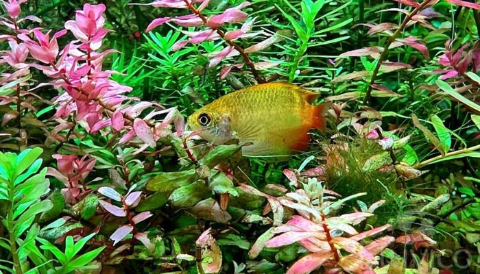 Dwarf gourami among plants