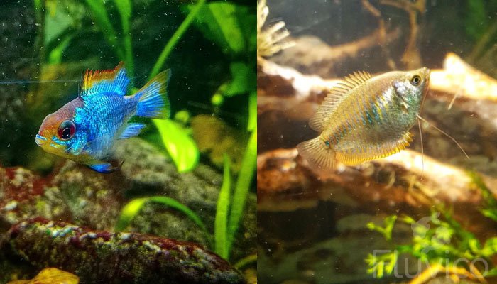 Dwarf gourami blue