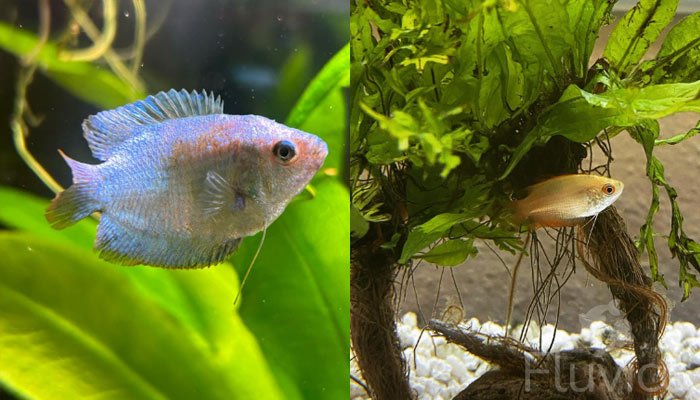 Dwarf gourami plants