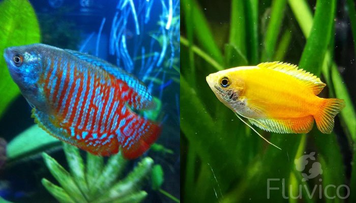 Dwarf gourami types