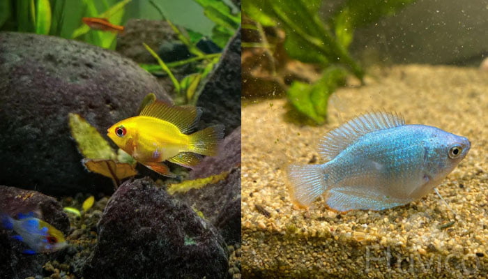 Dwarf gourami yellow