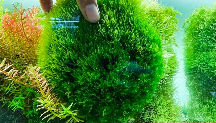 Flame Moss Ball