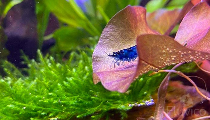 Flame Moss with Blue Dream