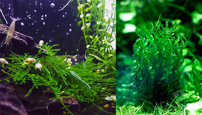 Flame Moss with Snails