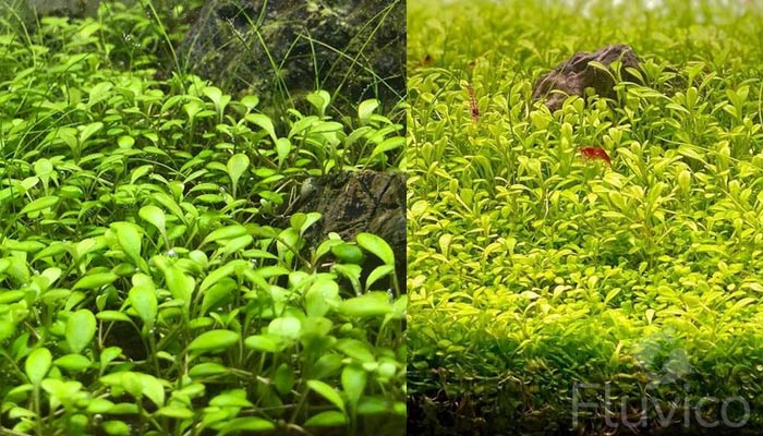 Glossostigma-Elatinoides