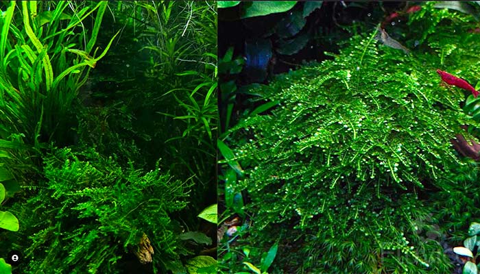 Healthy Christmas Moss