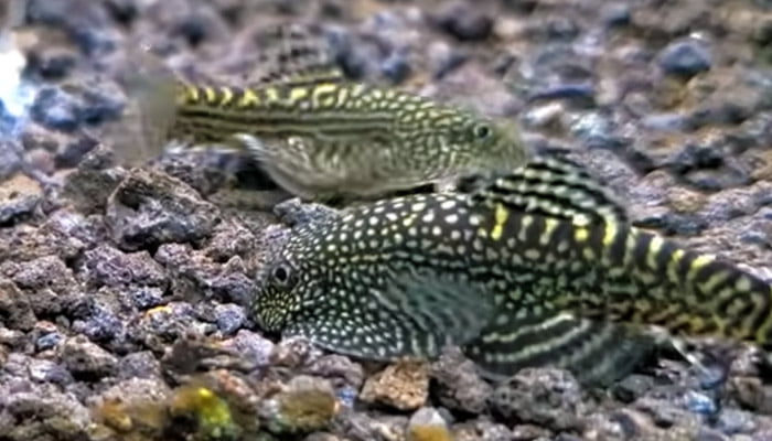 Hillstream Loach Breeding