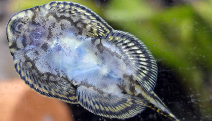 Hillstream Loach Feeding
