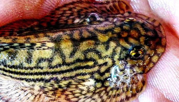 Hillstream Loach Out of water