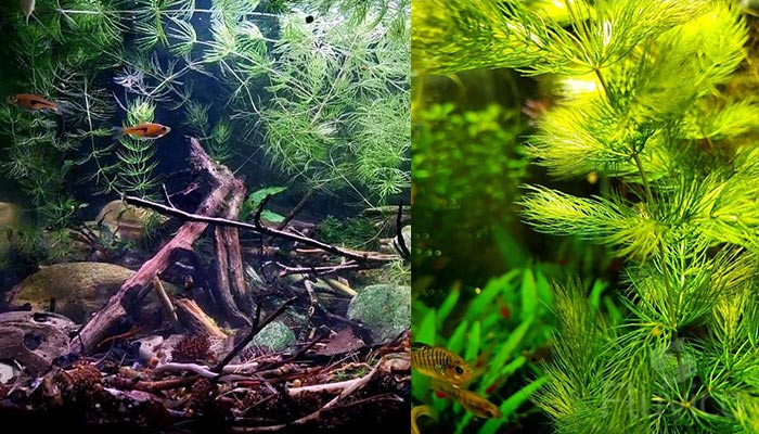 Hornwort Natural Tank Setup