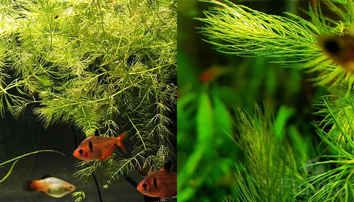 Hornwort Plant Care