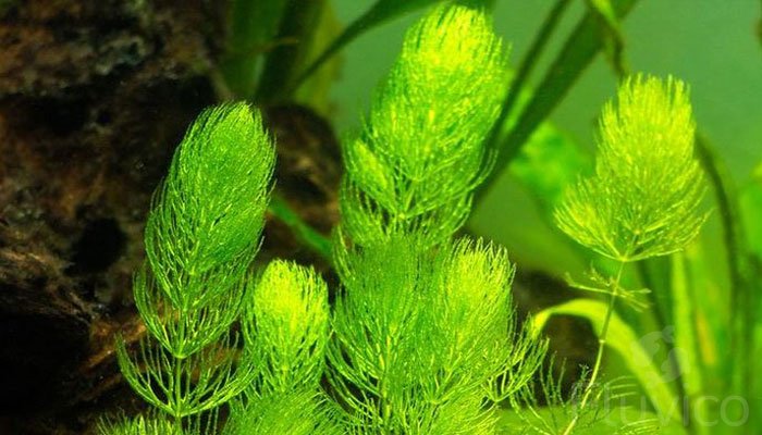 Hornwort