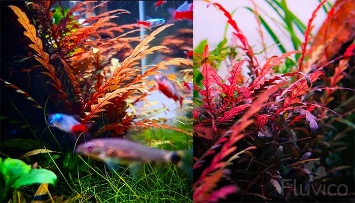 Hygrophila Pinnatifida Red Healthy with Fish
