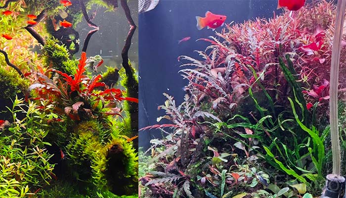 Hygrophila Pinnatifida Carpet