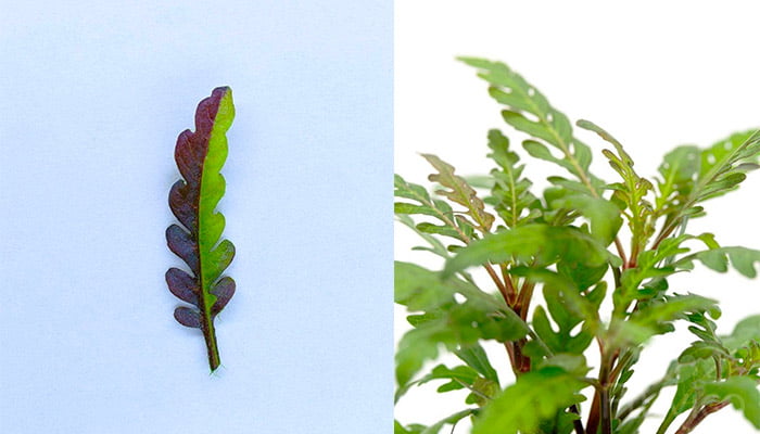 Hygrophila Pinnatifida Leaf Structure