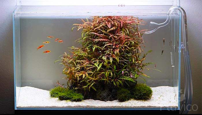 Hygrophila Pinnatifida Nano Tank