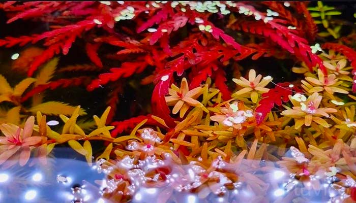 Hygrophila Pinnatifida Plant