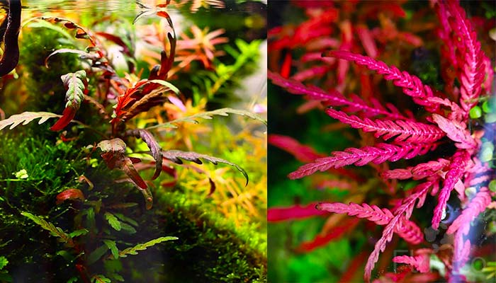 Hygrophila Pinnatifida Propogation