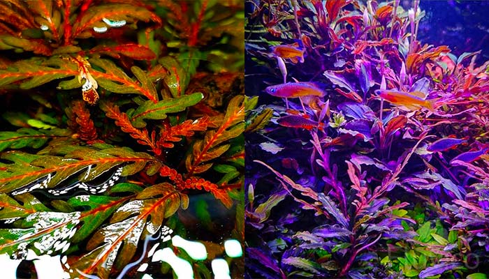 Hygrophila Pinnatifida under different lighting