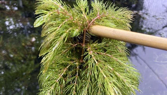 Invasive Hornwort Growth