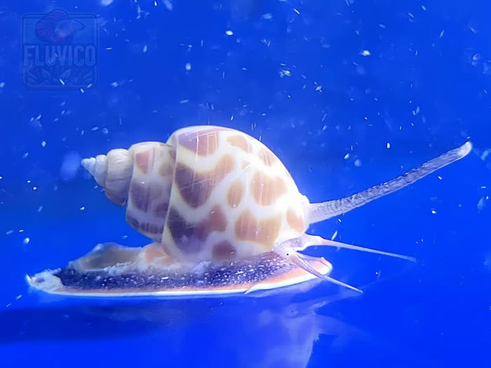 Ivory Snail (Babylonia spirata)