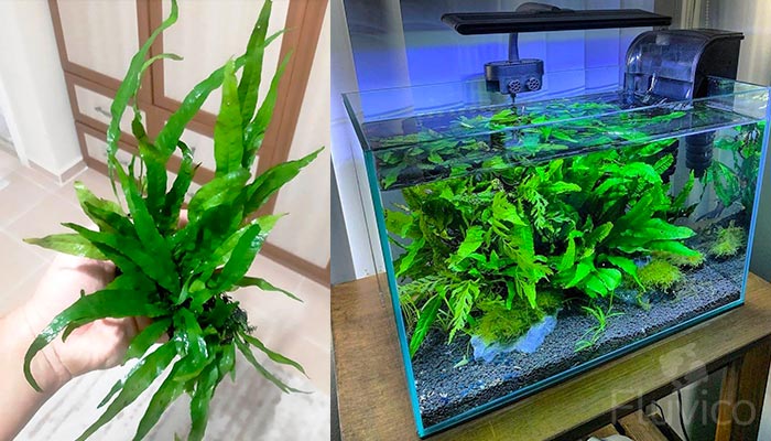 Java Fern Large Healthy