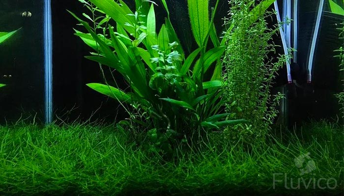 Aquarium Java Moss