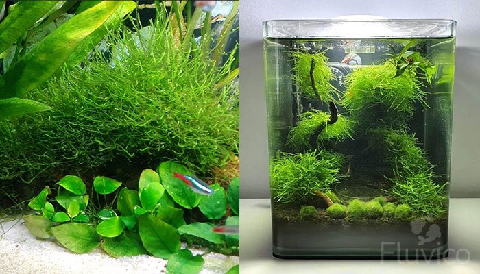 Java Moss Nano Tank