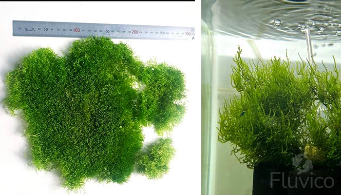 Java Moss Size