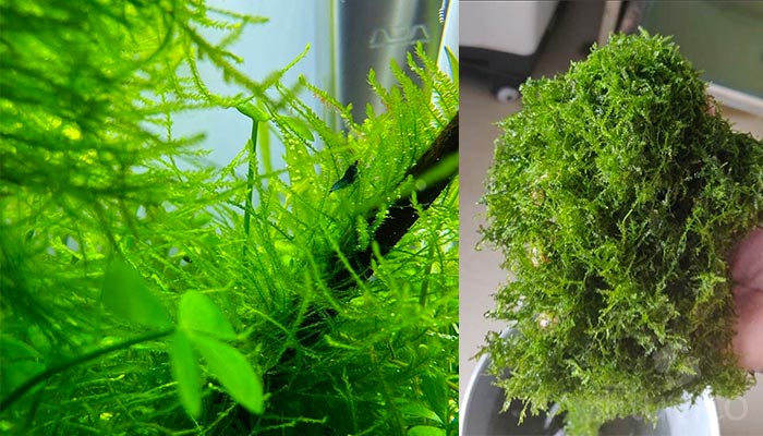 Java Moss Strands