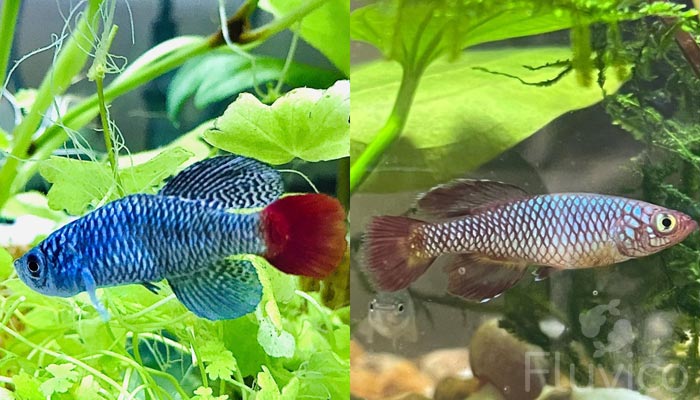 Killifish among plants