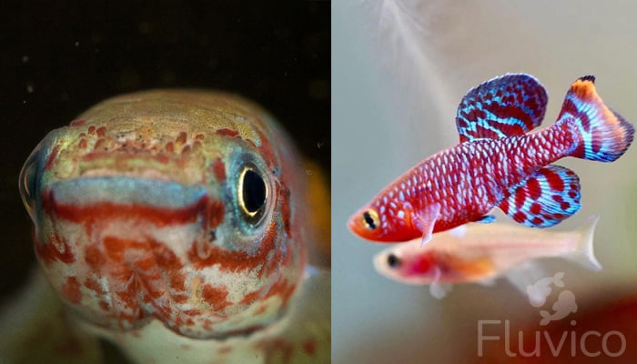 Killifish face close up