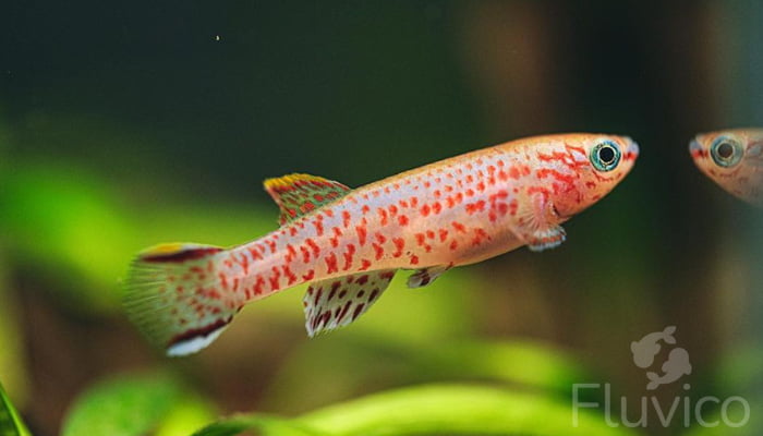 Killifish side view