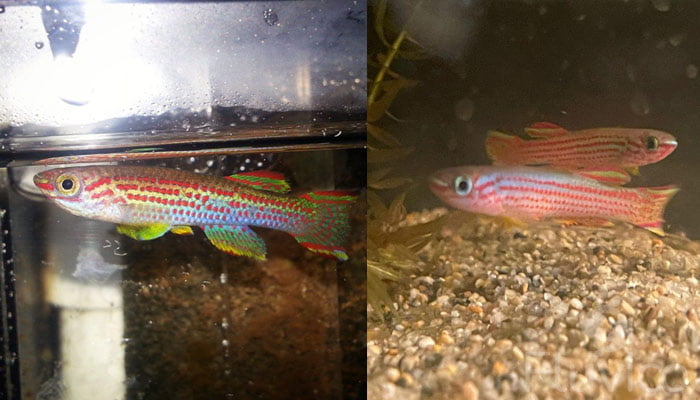 Killifish top and bottom dwelling