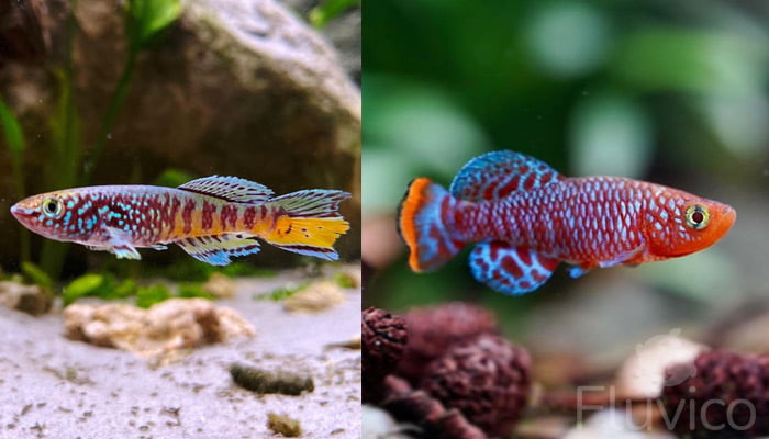 Killifish variety