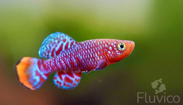 Killifish