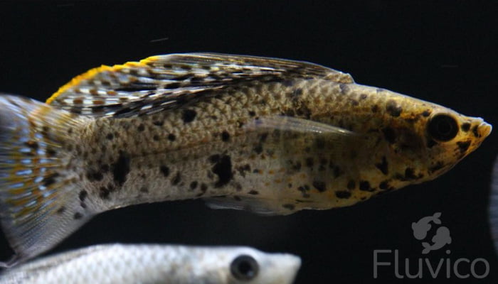 Livebearers closeup 2