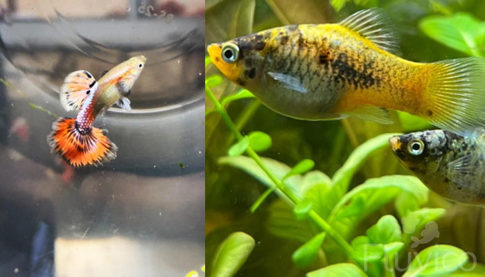 Livebearers quarantine