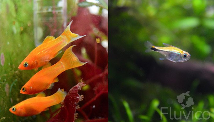 Livebearers swimming together