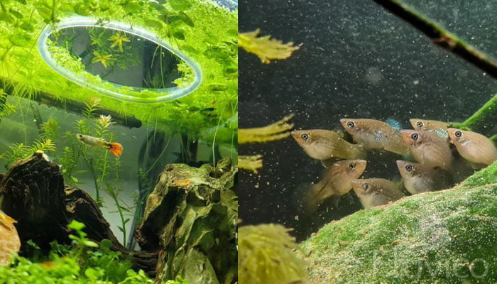 Livebearers tank