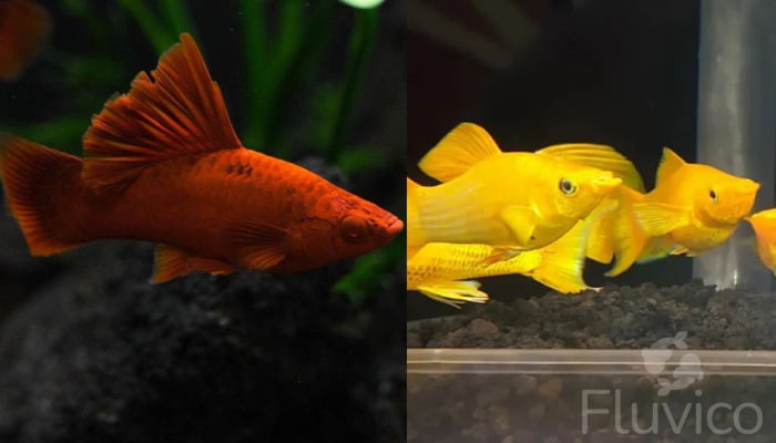 Livebearers types