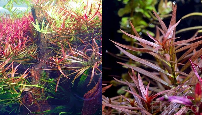 Ludwigia-Brevipes