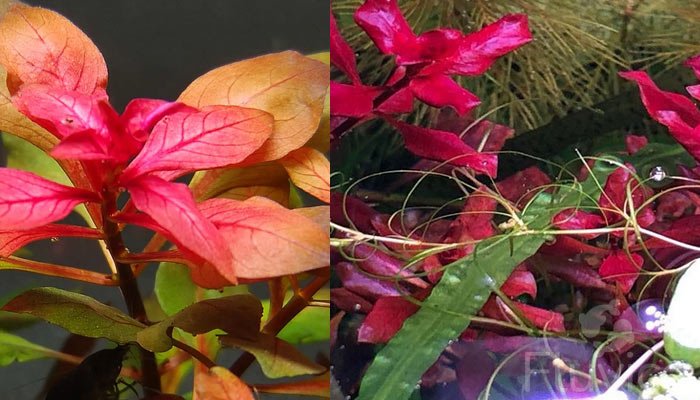 Ludwigia-Palustris