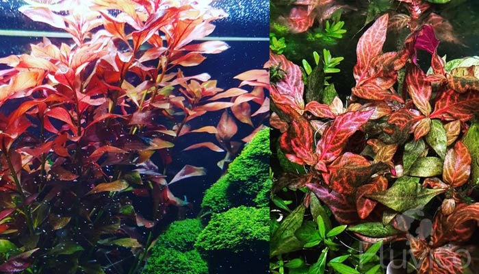 Ludwigia Repens