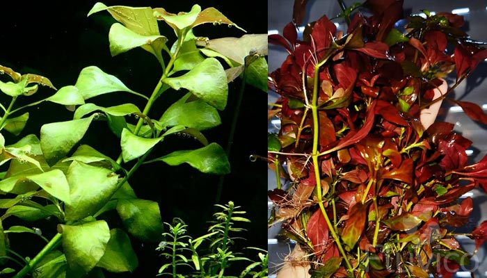 Ludwigia-Repens-Propagation