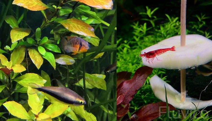 Ludwigia-Repens-Tank-mates