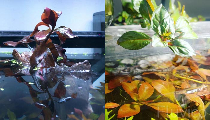 Ludwigia-Repens-Tank